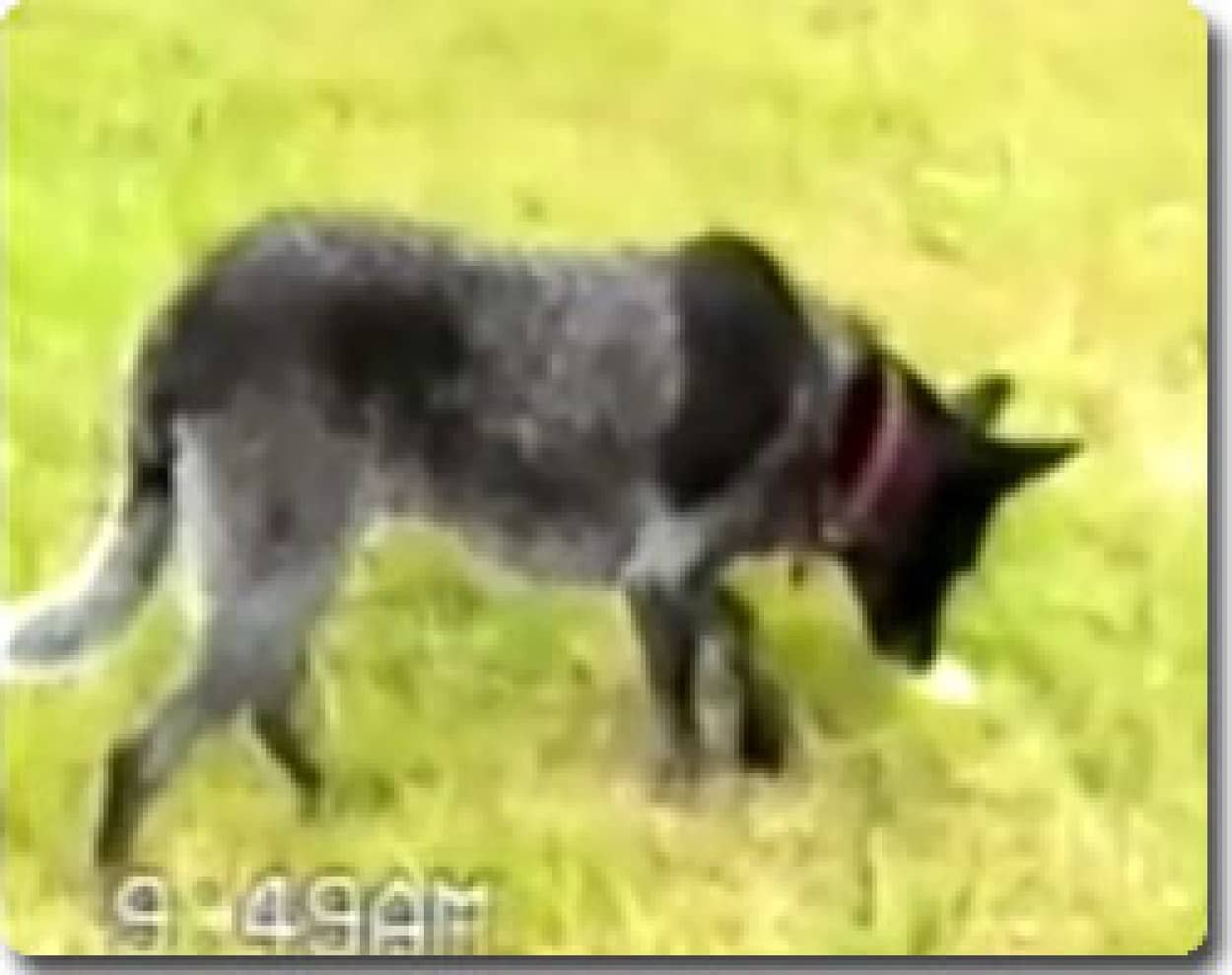 世界一従順な犬 カラパイア