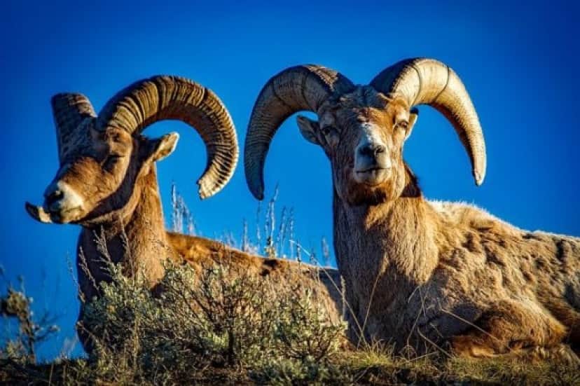 bighorn-gfad0567d0_640_e