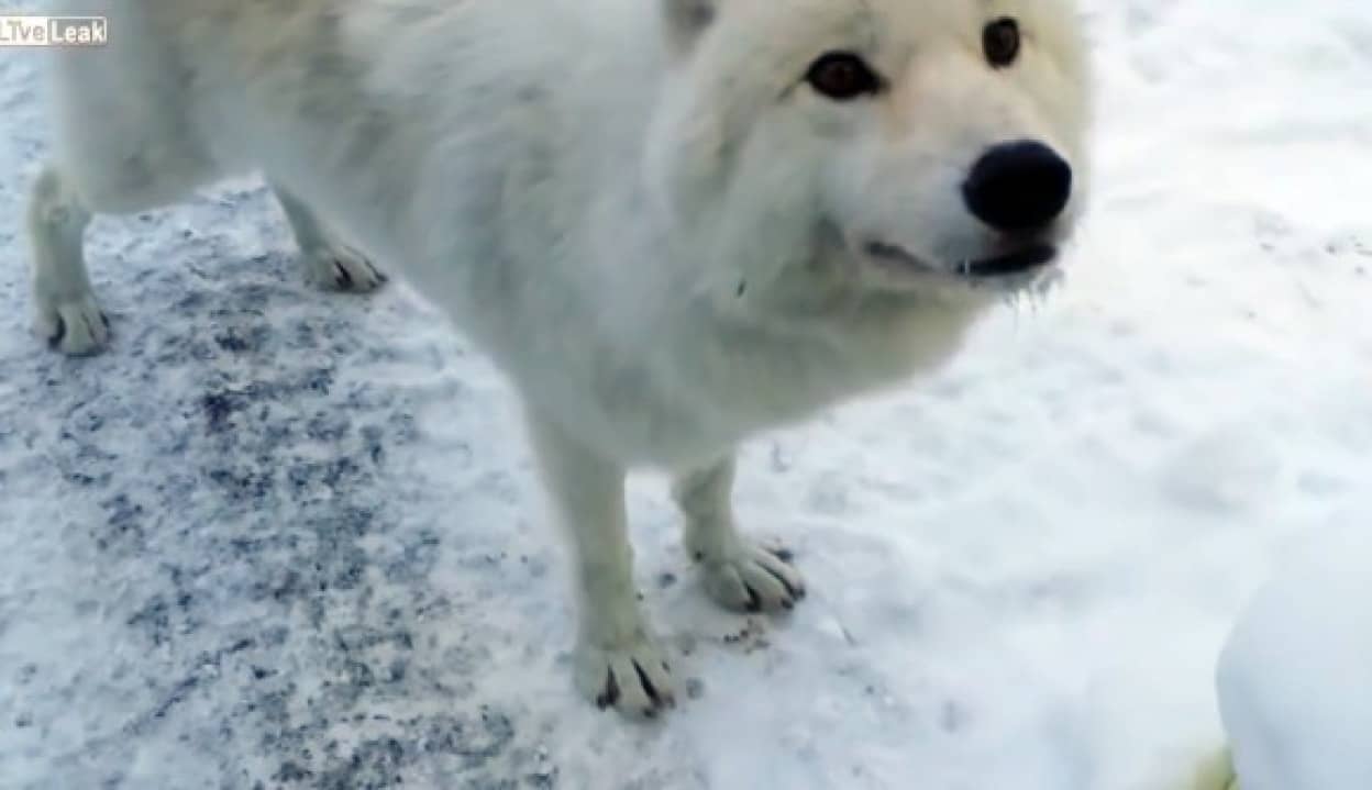 野生のホッキョクオオカミが至近距離にやってきた なぜこんなに人なつこいのだろう カラパイア