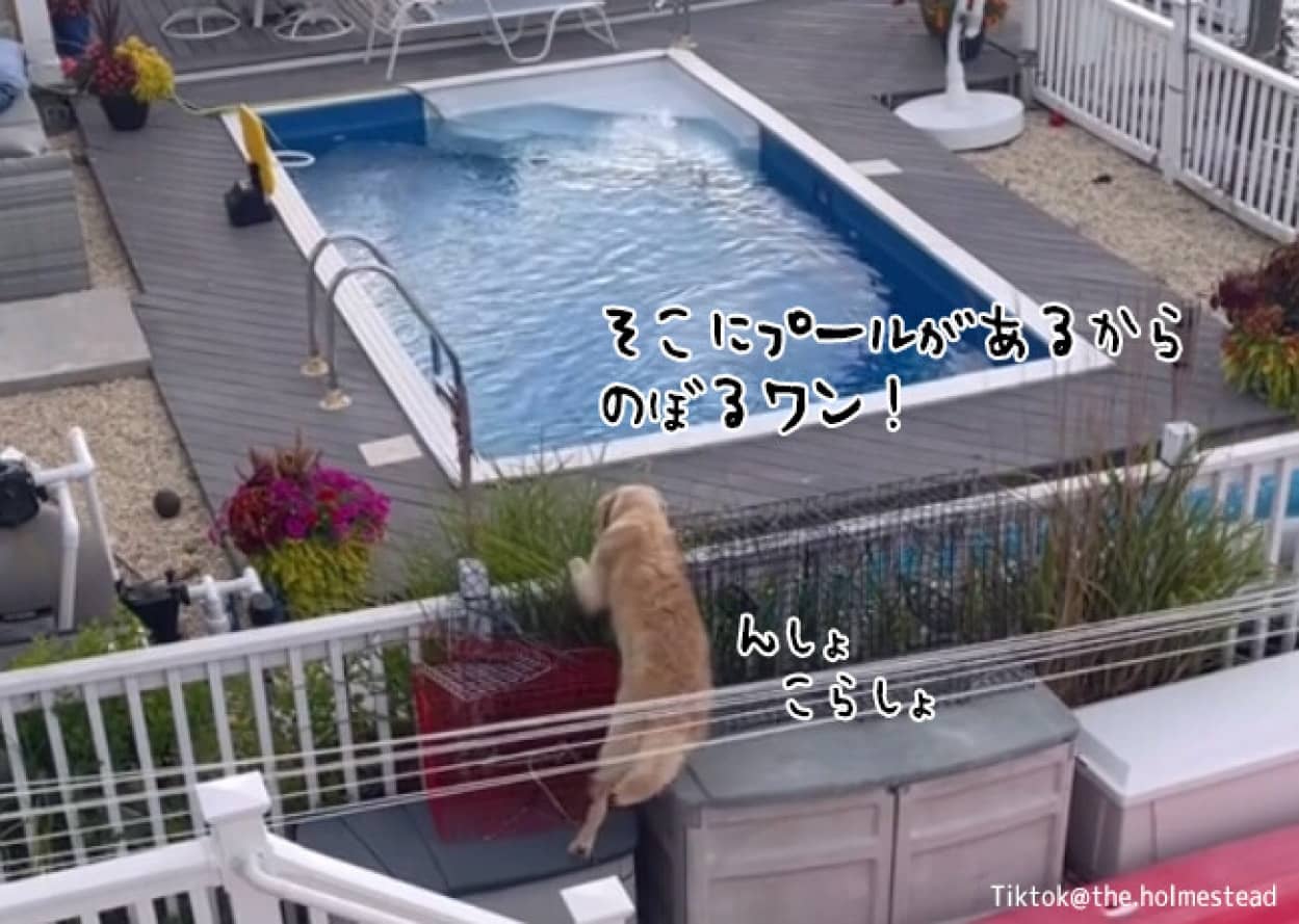 犬が隣の家に侵入しプールにドボン!