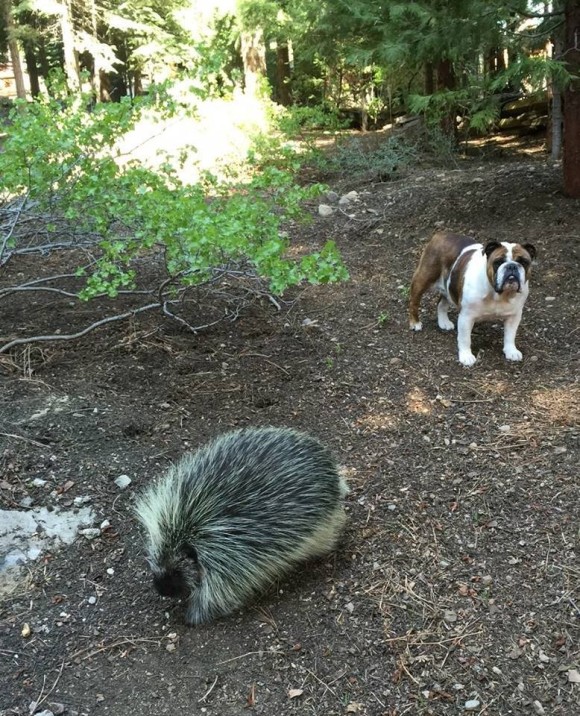 ジレンマとか感じないよ だって自分犬やし 犬と共に暮らし犬化が進んだヤマアラシ カラパイア ジレンマとか感じないよ だって自分犬やし 犬と共に暮らし犬化が進んだヤマアラシ カラパイア