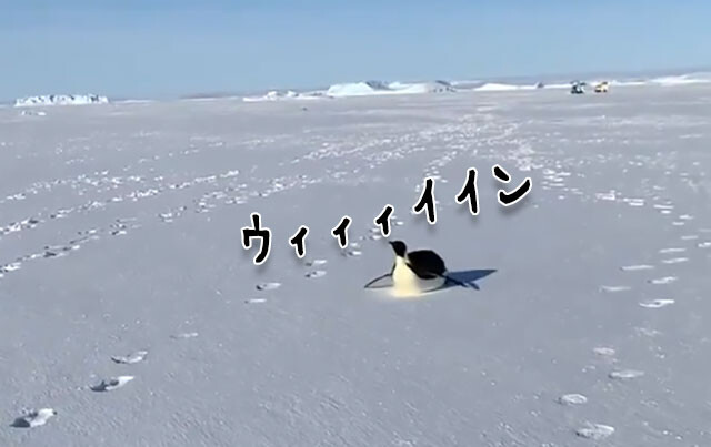 お～い！ニンゲン　お腹すべりで南極探検隊についていこうとする皇帝ペンギン
