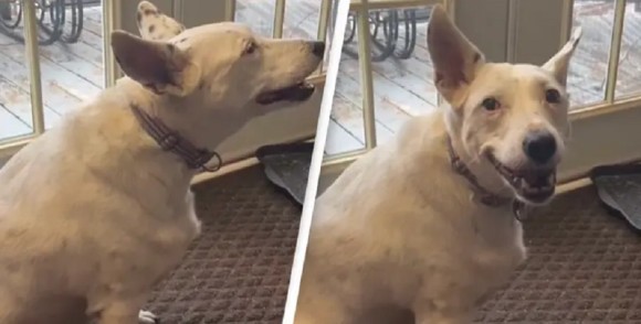 尊さ炸裂 耳の聞こえない犬が 飼い主とコミュニケーションを取りたくて 他の犬を真似て 吠える 仕草を学ぶ カラパイア 尊さ炸裂 耳の聞こえない犬が 飼い主とコミュニケーションを取りたくて 他の犬を真似て 吠える 仕草を学ぶ カラパイア
