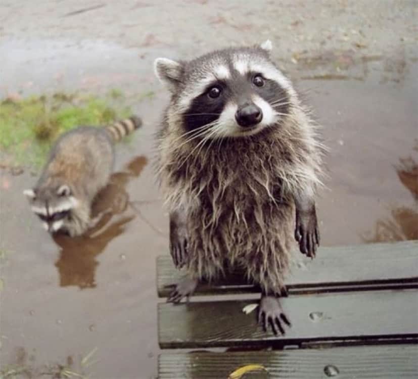 害獣なのは知ってるけども やっぱりアライグマはかわいいんじゃ てなことがわかる画像まとめ カラパイア