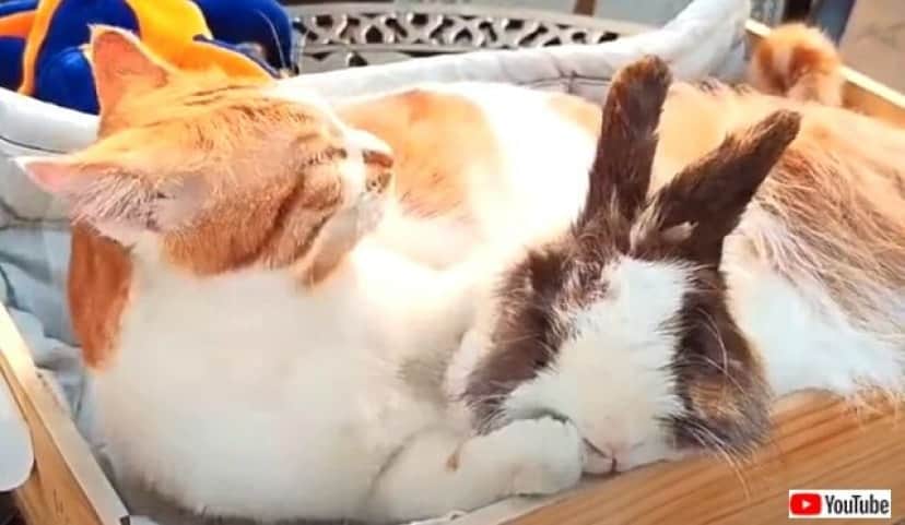 陽だまりの中でぬくぬくしよう 猫とウサギ 仲良しファミリーの日向ぼっこ カラパイア
