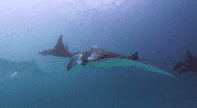 manta2