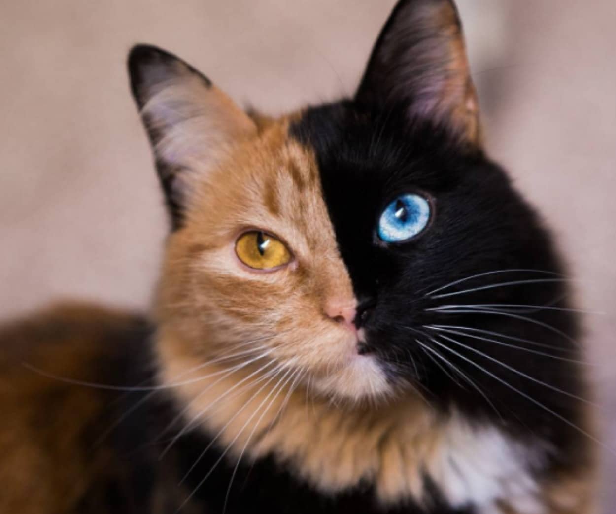 その名もキメラ またしても2つの顔を持つ美しいダブルフェイス猫がインスタグラムで話題に アルゼンチン カラパイア