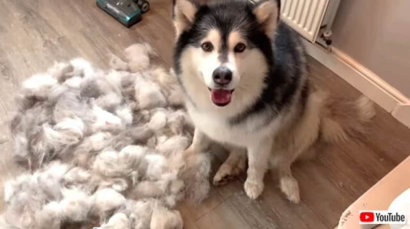 fluff1_640