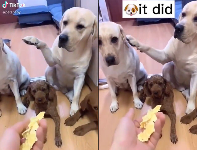 やったのは誰 飼い主の尋問に対し 正直に犯人を示した犬 示された犬の面白反応 カラパイア やったのは誰 飼い主の尋問に対し 正直に犯人を示した犬 示された犬の面白反応 カラパイア