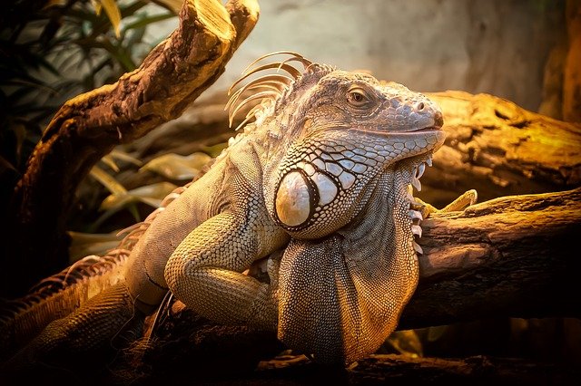 lizard-804114_640