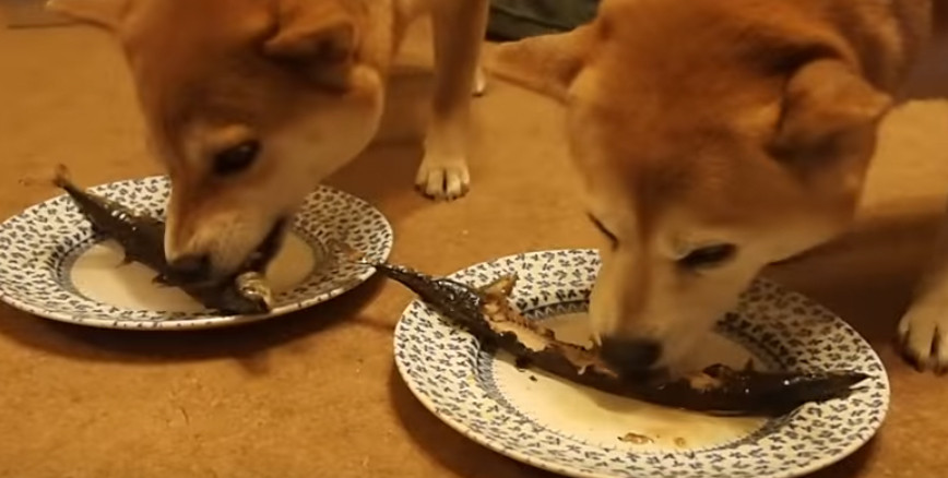 飯テロ動画 柴犬ズのサンマ祭り カラパイア