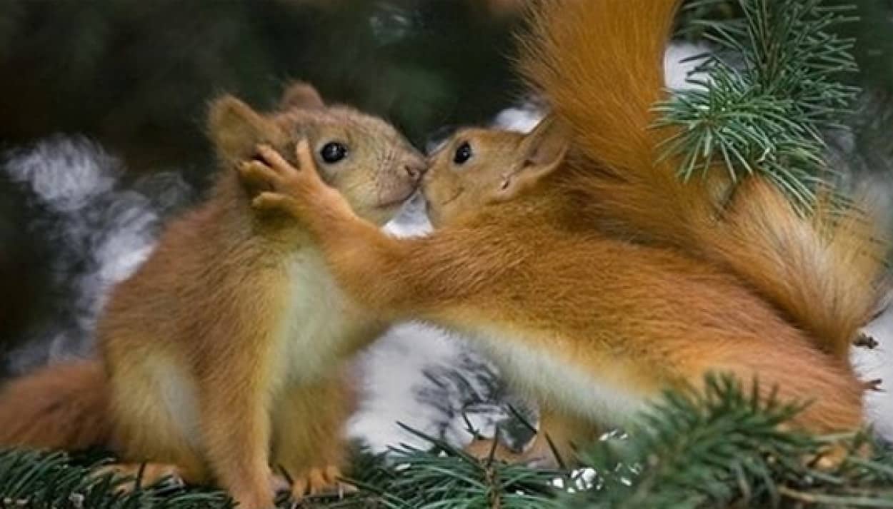 15の動物たちがキスする理由 カラパイア 15の動物たちがキスする理由 カラパイア