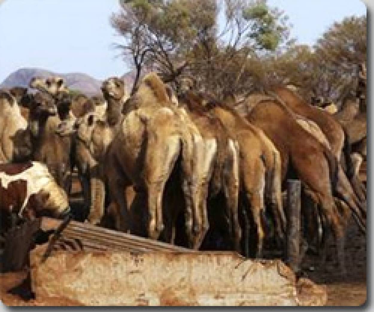 オーストラリアでラクダ６０００頭が水を求め町を襲撃 当局側は射殺計画を明らかに カラパイア