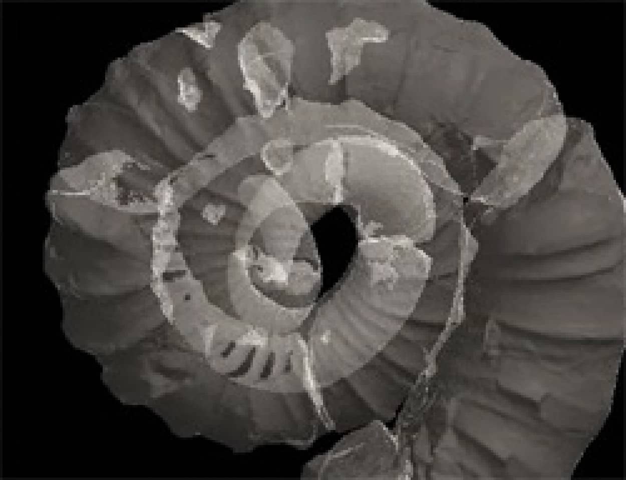 化石の構造が良くわかる 化石標本をctスキャンして回転させた 動く化石図鑑 カラパイア