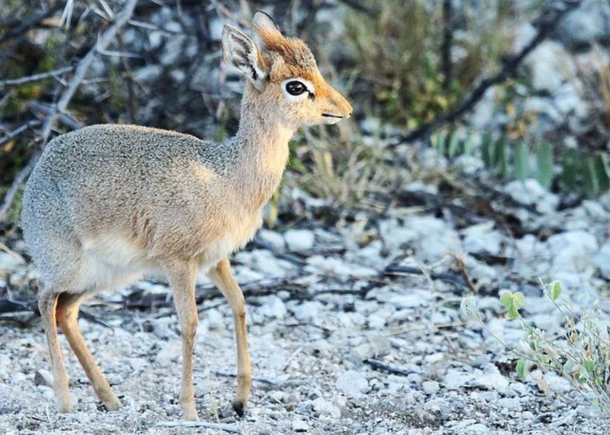 嘘みたいに小さくてかわいい ディクディク の赤ちゃん スキンヘッドの飼育員さんにべったりんこ カラパイア