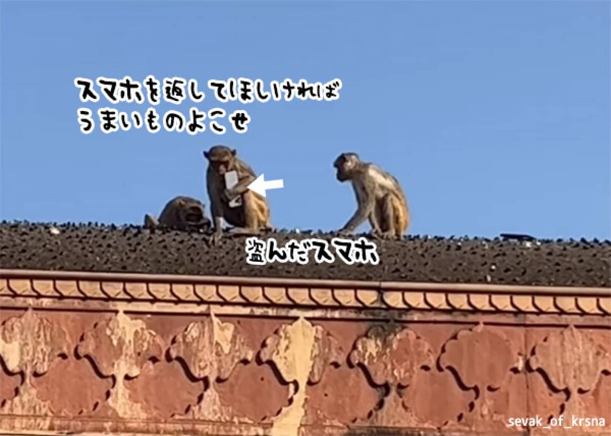 猿にスマホを奪われてしまった人物が、返してもらった方法