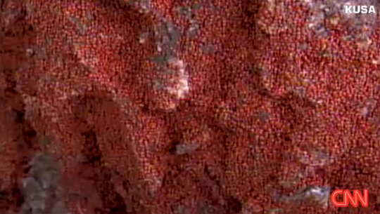 アメリカ コロラド州でテントウムシが異常大量発生 カラパイア