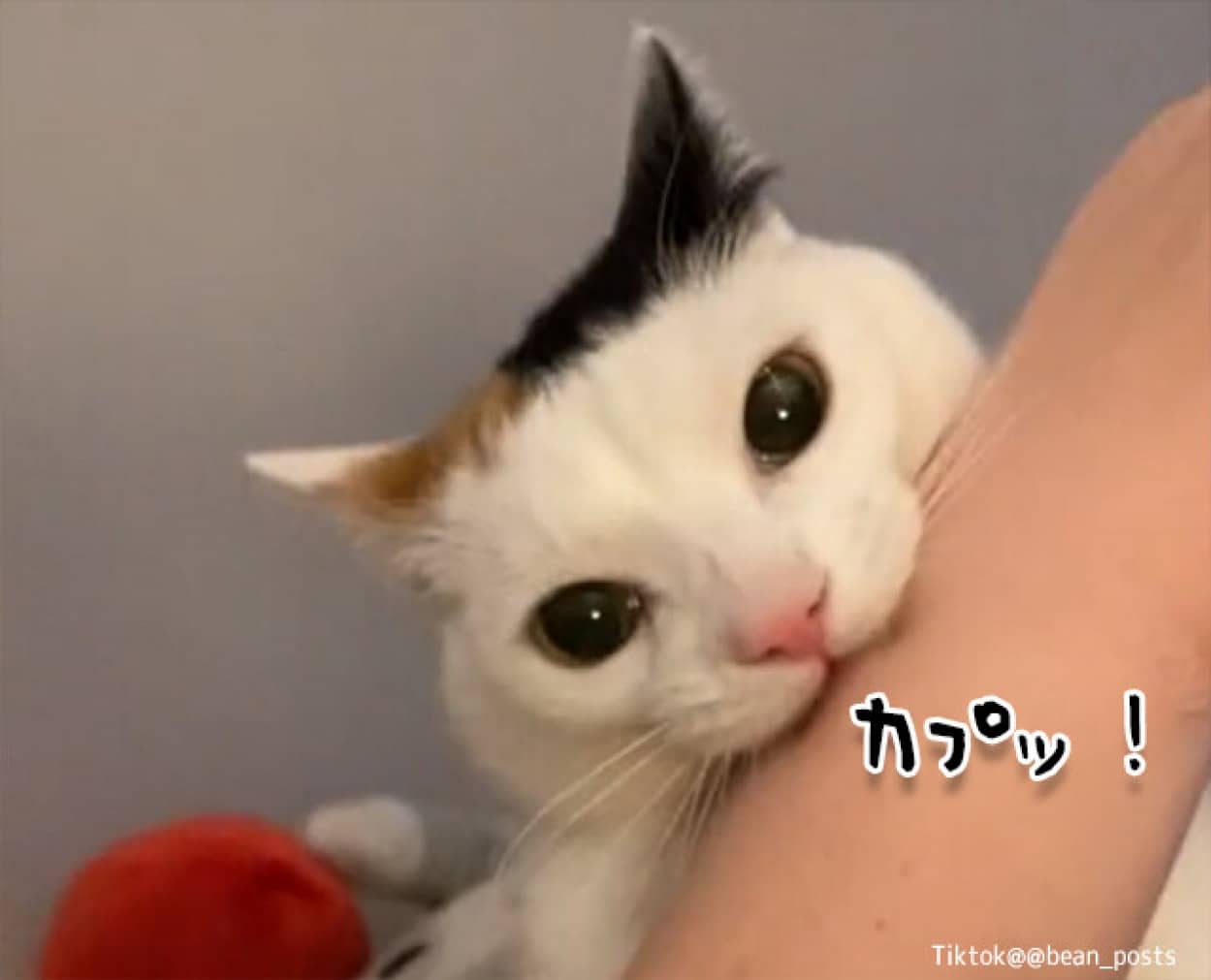 飼い主の腕を噛んだ後、絶妙のリアクションを見せる猫