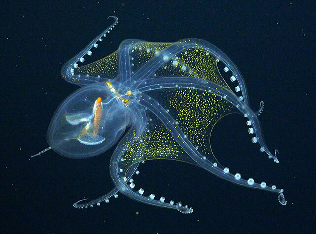 中身もくっきり 全身透明なタコの神秘の映像が公開される カラパイア