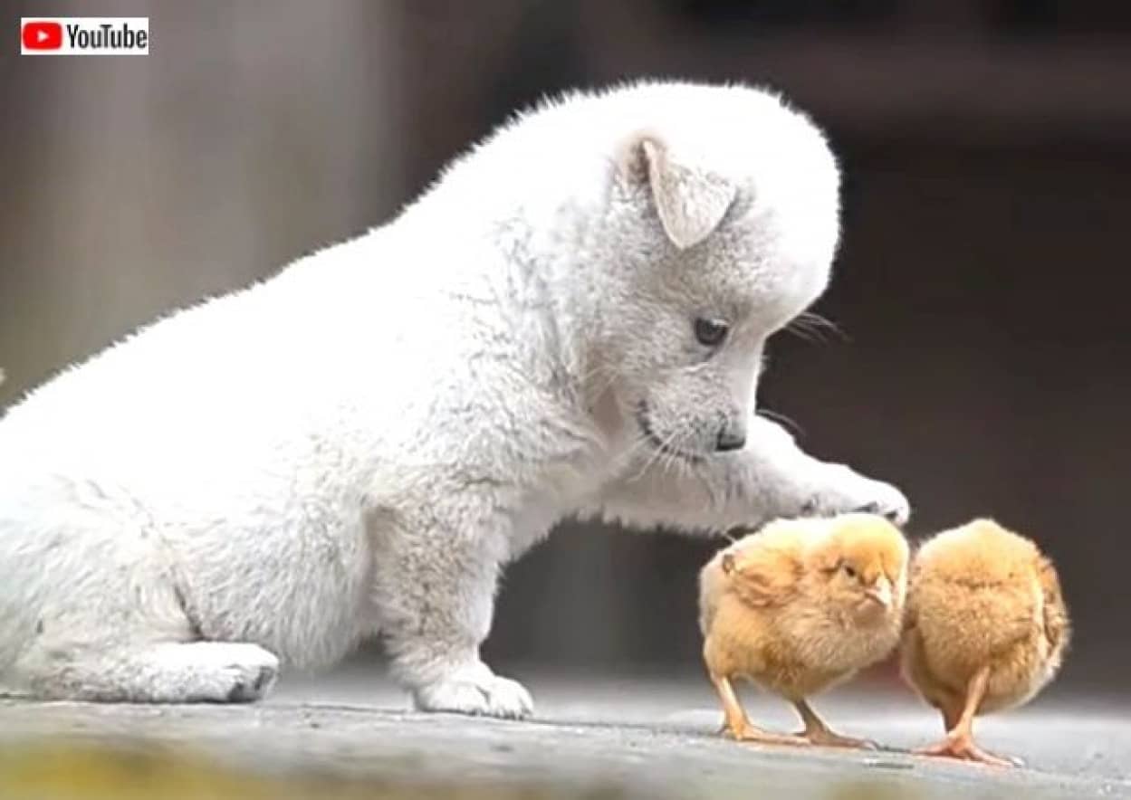 puppynchicks0_640