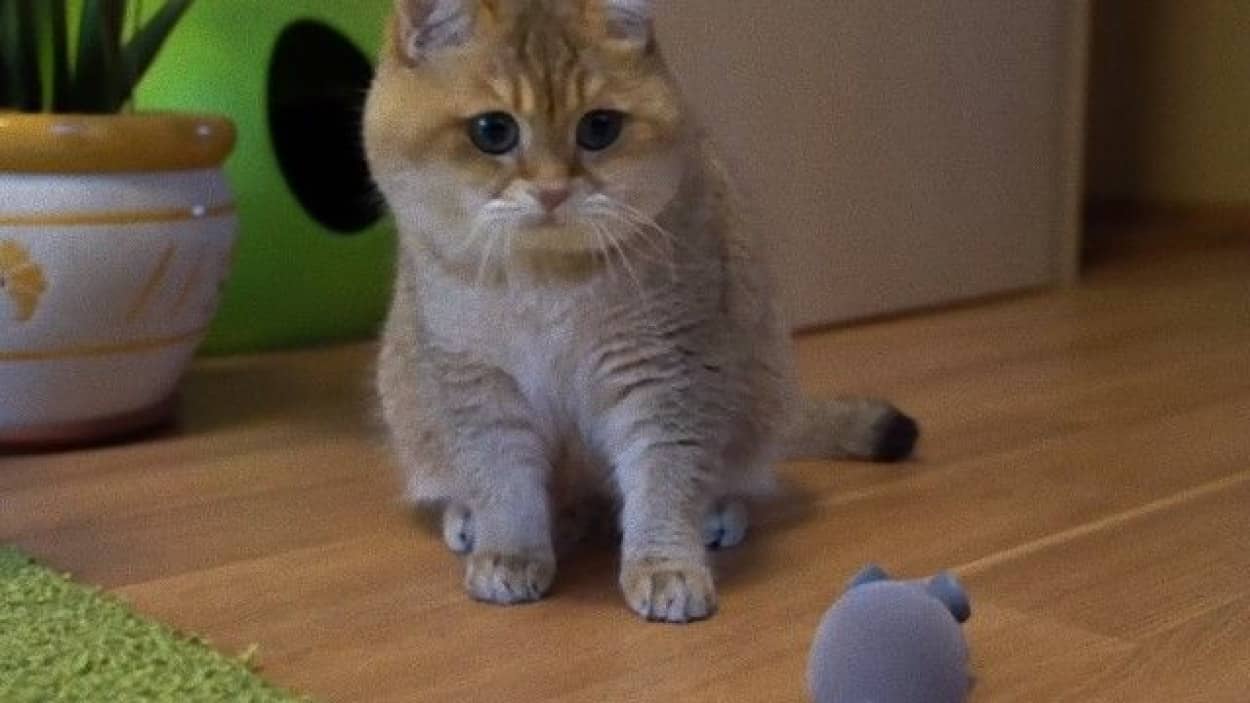 猫のホシコさん 予測不能のネズミのオモチャにおっかなびっくり カラパイア 猫のホシコさん 予測不能のネズミのオモチャにおっかなびっくり カラパイア