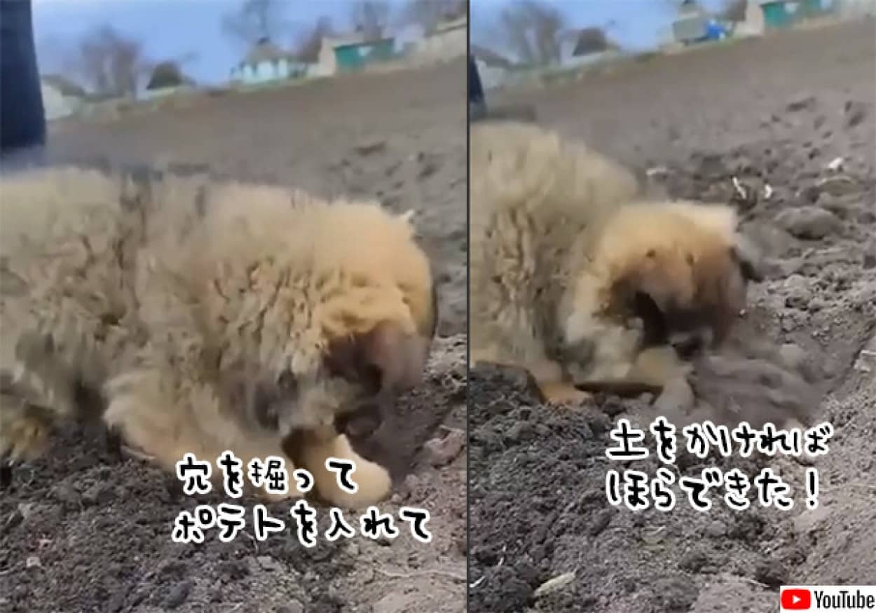 子犬がじゃがいも植えのお手伝い