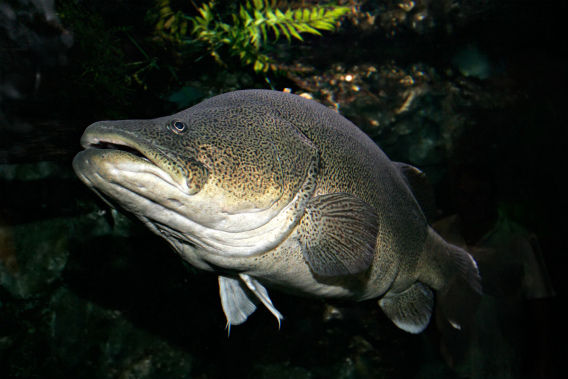 琵琶湖で新たなる外来種 肉食の マーレーコッド が捕獲される カラパイア