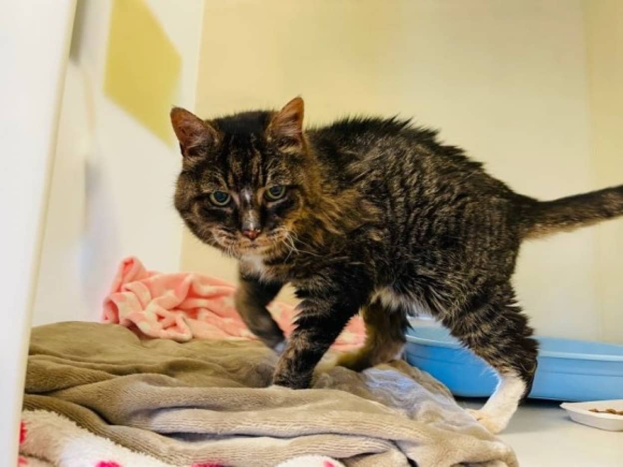 20年行方不明だった猫と再会、最後は飼い主に見送られ旅立っていった