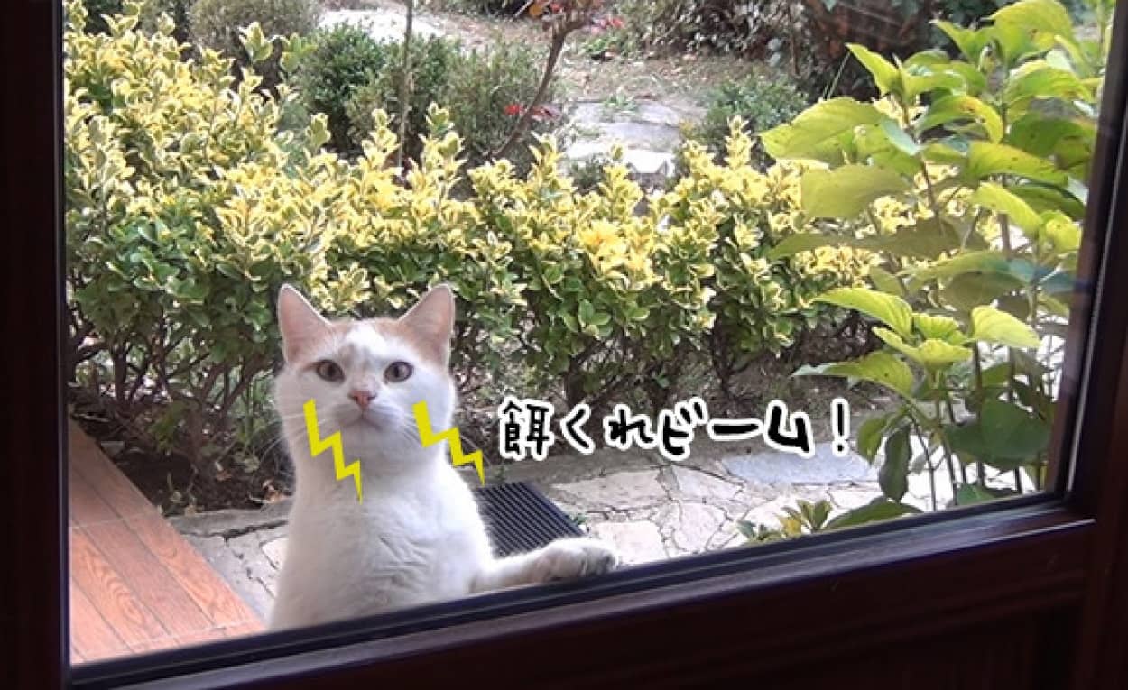 ジリジリ んじーっ 餌が欲しい時に玄関先から視線攻撃を仕掛けてくる猫 カラパイア ジリジリ んじーっ 餌が欲しい時に玄関先から視線攻撃を仕掛けてくる猫 カラパイア
