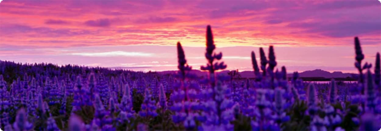 心の奥底から湧き上がる感動的白夜の世界 アイスランド 真夜中の太陽 Midnight Sun 高画質映像 カラパイア