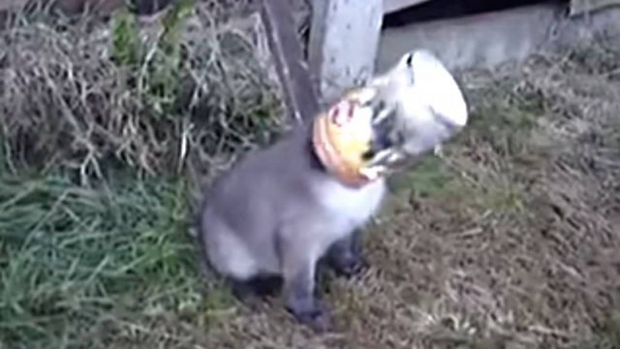 cannedfox2