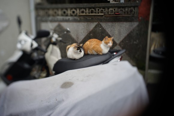 地震！その時猫は？台湾で地震が発生した時の猫たちの様子を記録した監視カメラ映像