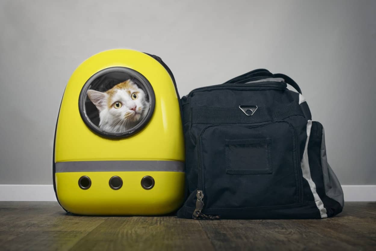 友人たちがこぞって猫を連れてきた理由とは?