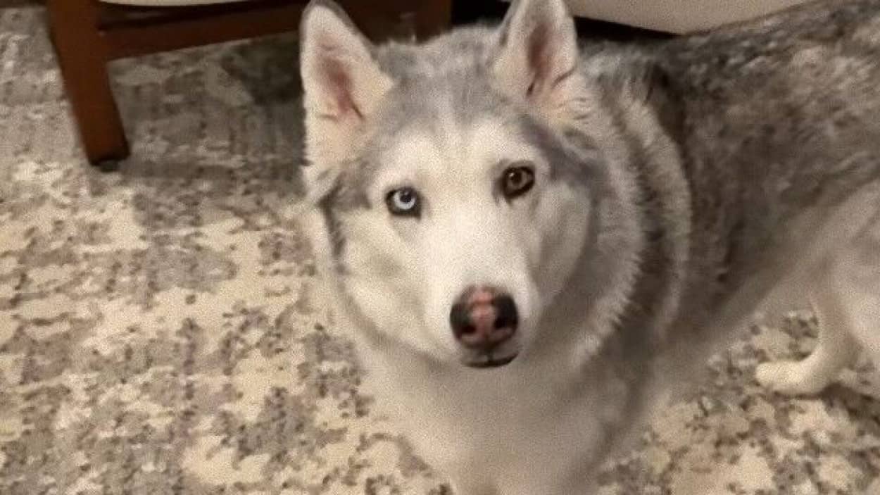 あのハスキー犬ゼウスがまたやらかした 相棒のオヤツを取り上げている姿が目撃された カラパイア