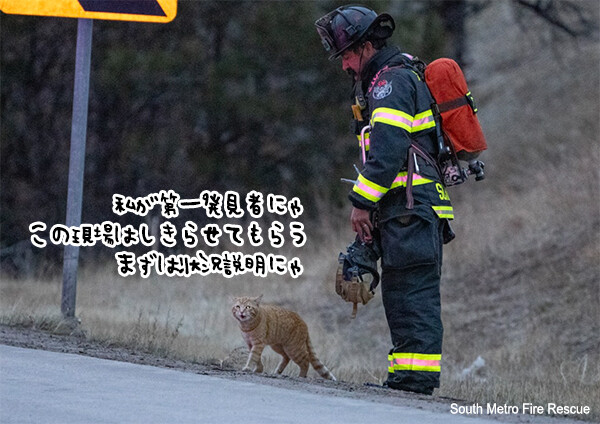こんなニュースだけ見ていたい。現場猫が事故現場で救急隊員を手助けしようと奮闘