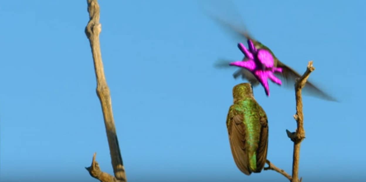 なんという豹変っぷり あのかわいいハチドリがクトゥルフ的なものに変身する瞬間 カラパイア
