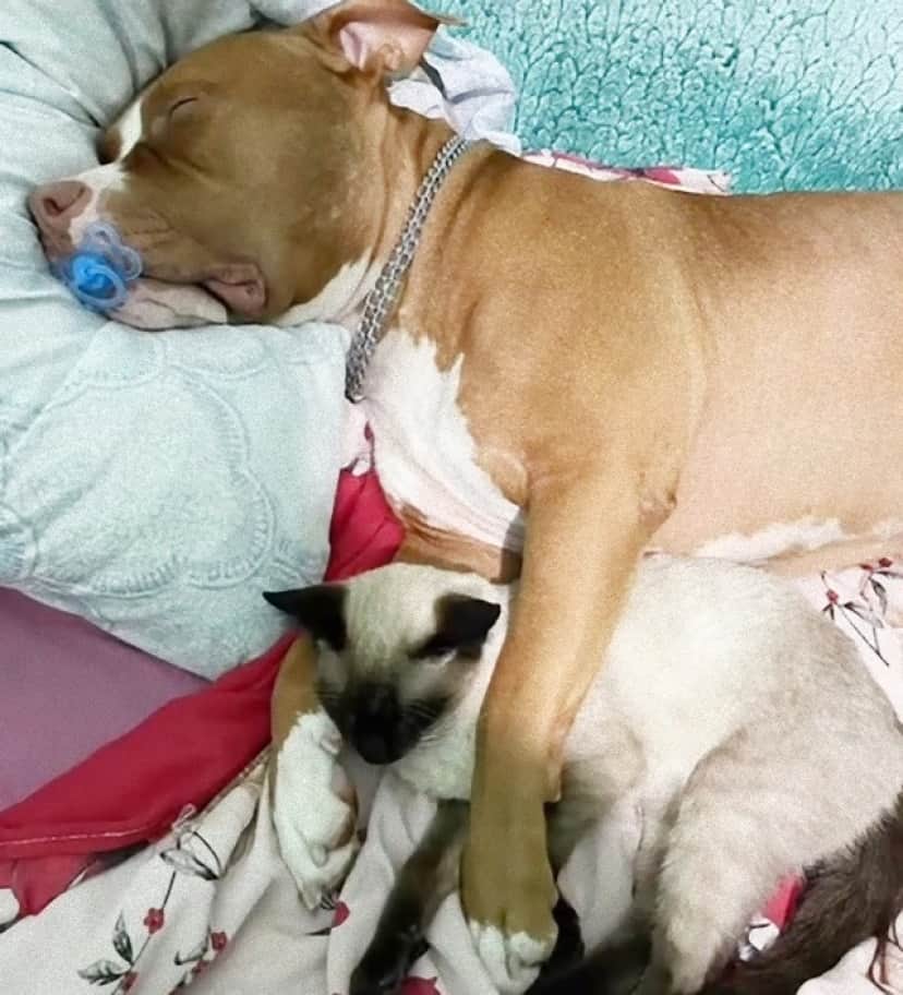 dog and cat3(1)_e