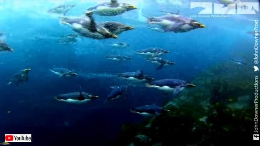 ちょっとそのスピードにはついていけなかったっす イワトビペンギンにロボットカメラが密着取材した結果 カラパイア ちょっとそのスピードにはついていけなかったっす イワトビペンギンにロボットカメラが密着取材した結果 カラパイア