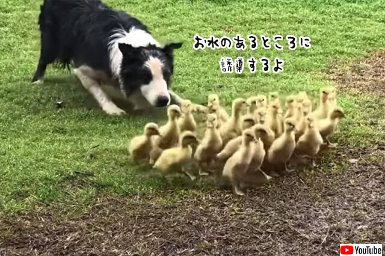 副業始めました 牧羊犬のボーダーコリー ヒナの群れを誘導して水辺に運ぶ カラパイア