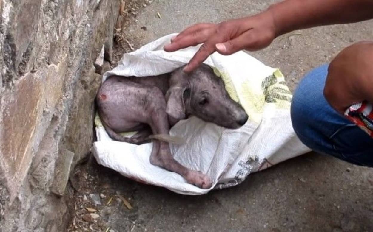 Animal Aid 痛いよ 怖いよ 助けて 道端でケガをしておびえ切った子犬の保護作戦 カラパイア