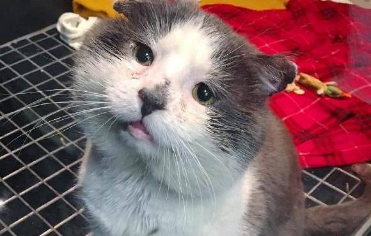 戦いの果て 傷つきボロボロとなった地域のボス的存在の猫 保護されて生まれて初めてのやすらぎを得る カナダ カラパイア 戦いの果て 傷つきボロボロとなった地域のボス的存在の猫 保護されて生まれて初めてのやすらぎを得る カナダ カラパイア