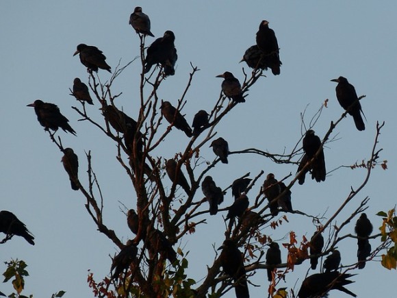 いつかアイツと分かり合いたい カラスと仲良くなるための5つのステップ カラパイア いつかアイツと分かり合いたい カラスと仲良くなるための5つのステップ カラパイア