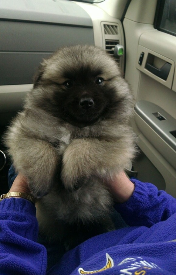 もうクマとかクマもどきにしか見えないの犬たち カラパイア もうクマとかクマもどきにしか見えないの犬たち カラパイア