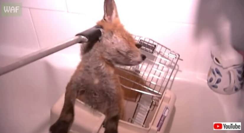mangeyfox4_640