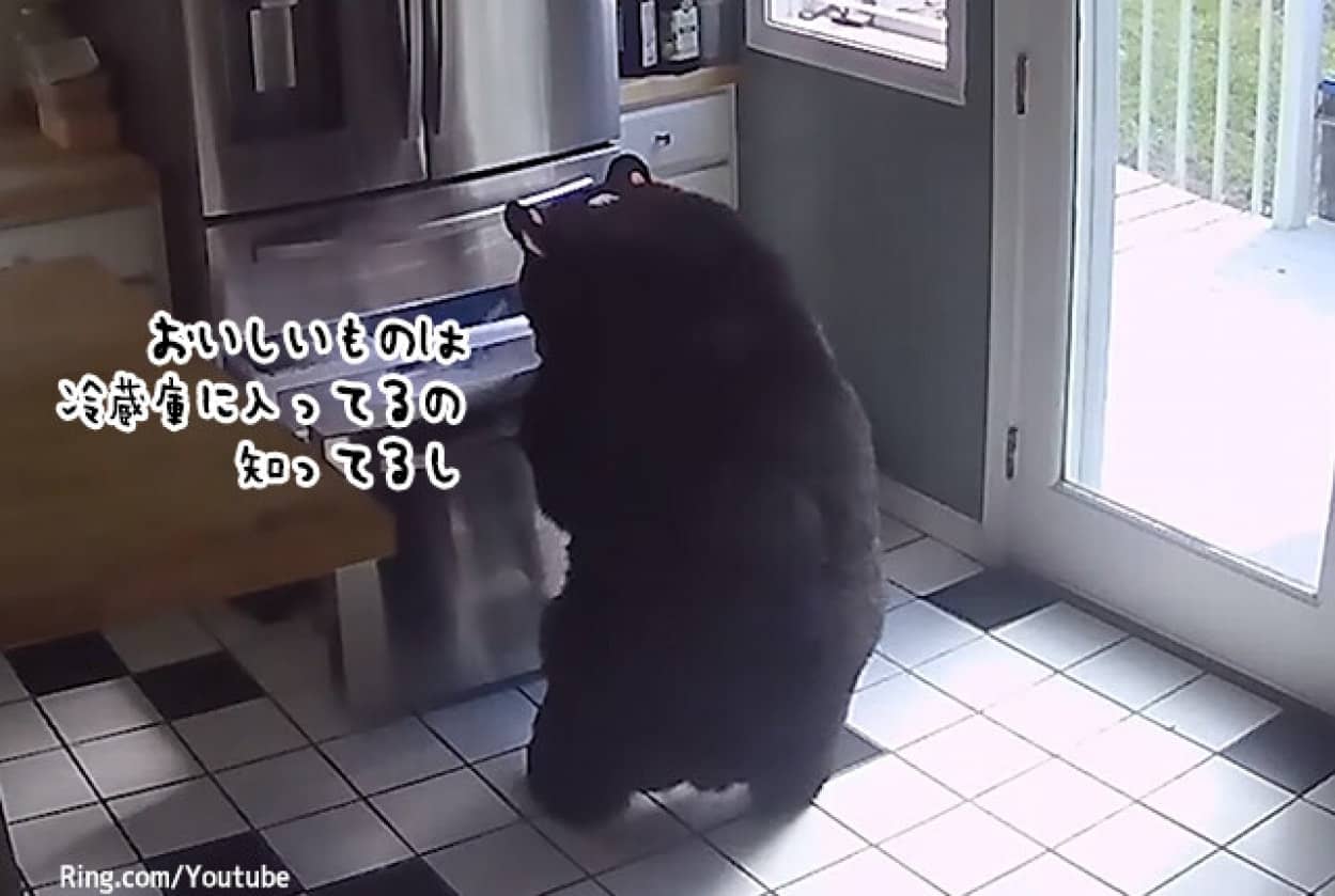 クマが住居に侵入し、冷蔵庫を開け食べ物を奪って去っていく