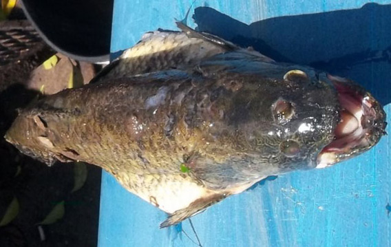 アルゼンチンの貯水池で3つ目の牙魚 タライーラ が釣り上げられる カラパイア アルゼンチンの貯水池で3つ目の牙魚 タライーラ が釣り上げられる カラパイア