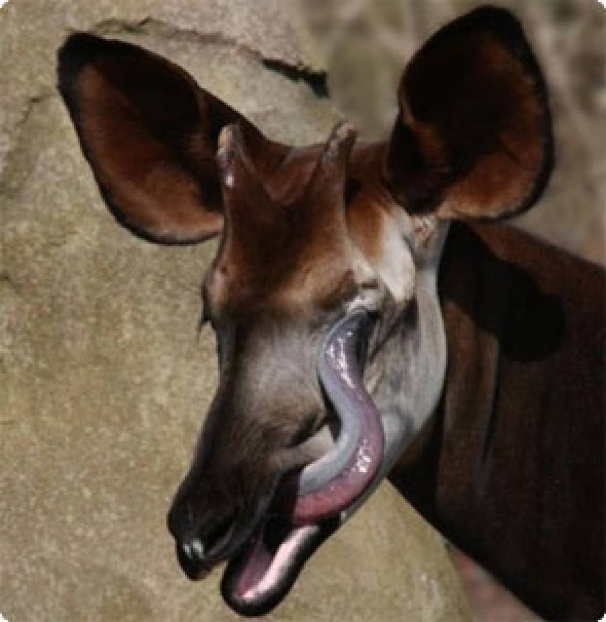 okapi