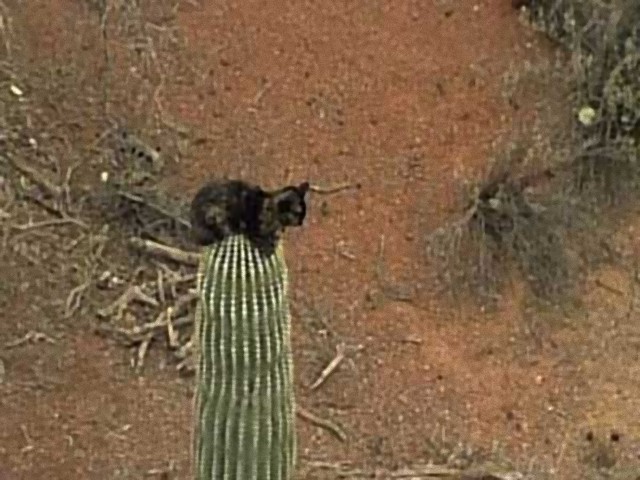 サボテンの頂上から降りられなくなった猫 3日間じっと作戦を考え自力で脱出 米アリゾナ州 カラパイア