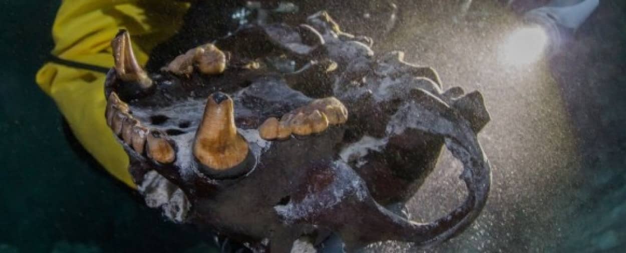 水中洞窟で発見された氷河期の巨大クマの骨 メキシコ カラパイア 水中洞窟で発見された氷河期の巨大クマの骨 メキシコ カラパイア