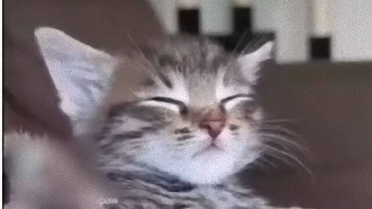 子猫のうとうとこくんがかわいくてやめられない止まらない 子猫 腕に抱かれて眠りに落ちる カラパイア 子猫のうとうとこくんがかわいくてやめられない止まらない 子猫 腕に抱かれて眠りに落ちる カラパイア